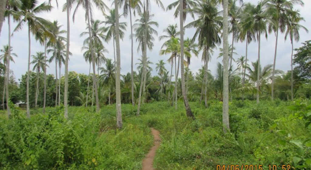Coconut lands for sale (Kurunegala, Puttlam, Gampaha)